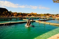 Дельфины в Шкарете