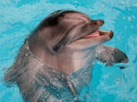 Дельфин пошел!