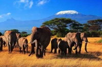 Туристы снова едут в Кению