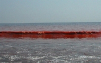 Красное Азовское Море