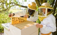 Пчеловоды Алтайского края предлагают здоровый сон с пчелами