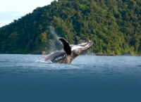 В Колумбии туристы смогут понаблюдать за горбатыми китами