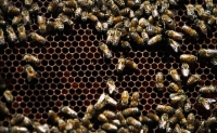 Пчелы поселились на крышах пражских домов