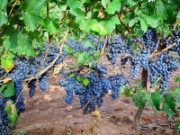 В провинции Кадис состоится праздник сбора винограда