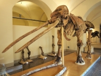Новый палеонтологический музей откроется в Болгарии