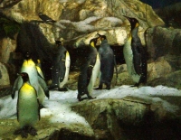 Месяц пингвинов пройдет в сингапурском парке 
