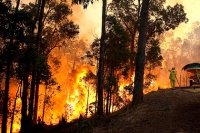 Пожары Австралии добрались до Сиднея