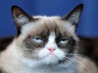 Grumpy Cat: Самый Богатый Кот в Мире