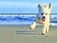 В Испании открылся пляж для собак