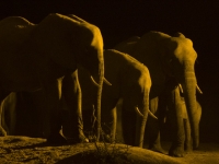 В Ботсване можно понаблюдать за слонами на водопое
