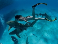 Гости Сочи смогут поплавать с акулами