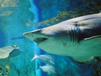 Морской зоопарк откроется в Севилье