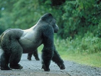В Уганде туристы смогут изучить горилл