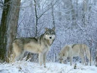Национальный заповедник Йеллоустона предлагает волчье сафари