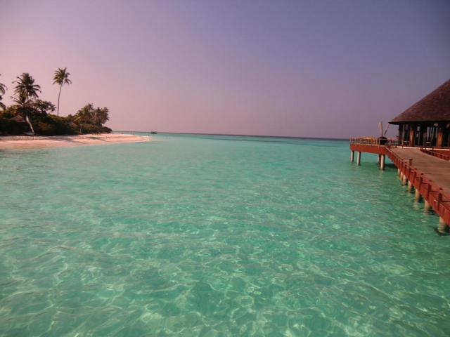 Ocean-Beach-Palms