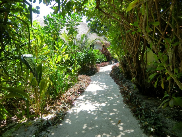 Растительность-Мальдивских-Островов