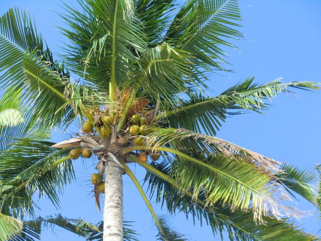 Как-растут-кокосы