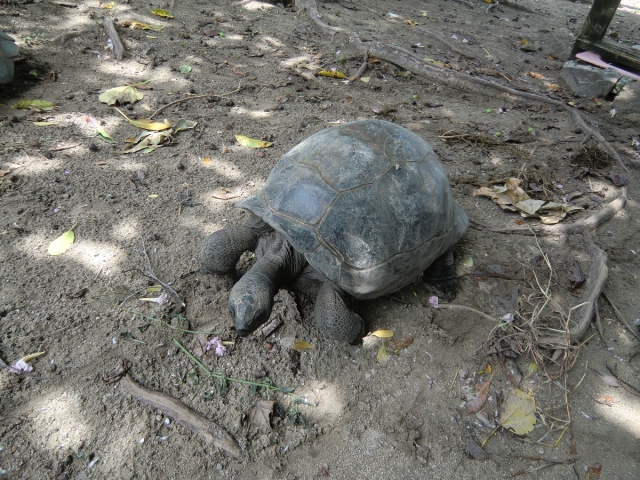 Черепахи-Сейшел