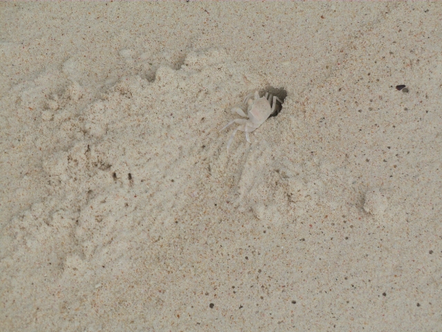 Sand-Crab-Seychelles