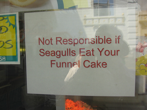 Seagull-Eat-Cake