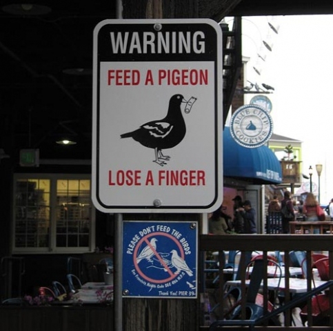 Feed-a-Pigeon-Lose-a-Finger