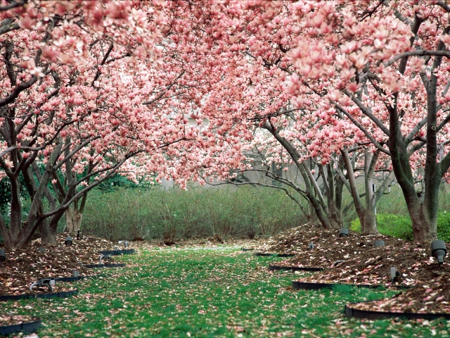 Sakura-Momidzi