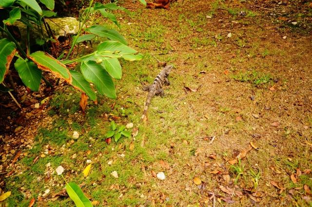 Iguana-v-Meksike