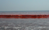 Красное Азовское Море