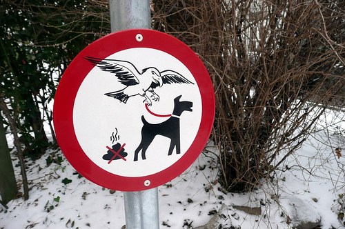 Dog-Eagle