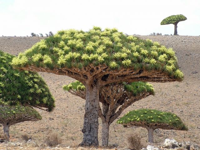Sokotra