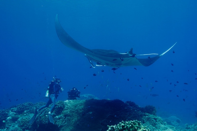 Manta Ray Village