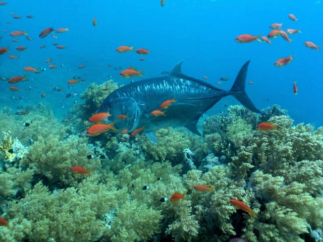 Ras Mohammed National Park
